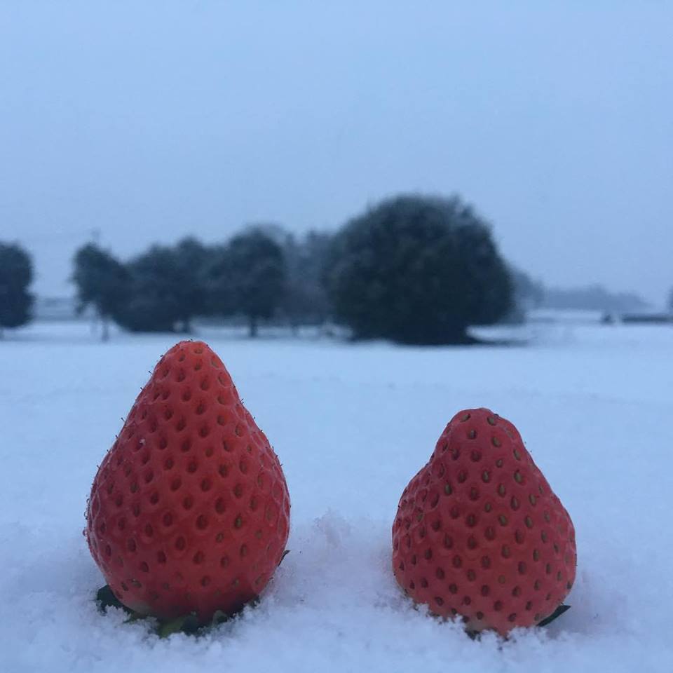 いちご畑に雪