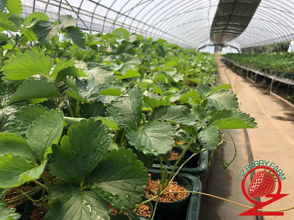 いちご苗さし作業 Oz Berry Farm